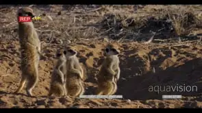 Medium shot of a meerkat mother warming her tummyand keeping watching as her three.
