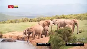 African Elephant Herd Standing on the Riverbank Drinking water With [1] Calf Swimming and.