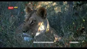 Lioness sitting in grass looking around