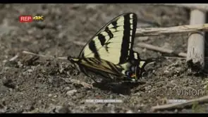 Shallowtail Butterfly standing and flapping wings on veldt MLS