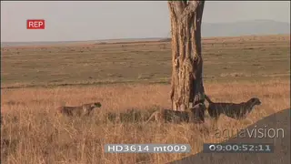 Cheetah brothers 3 walking across hunting urinating marking territory stalking…