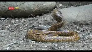 Cape Cobra Suffocating and kills a mouse