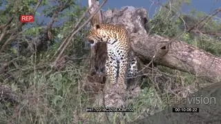 Male Leopard walking on top of dead tree bark sniffing and sitting GOOD LIGHT MS AmCam