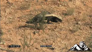 Honey badger walking and sniffing around SCENIC