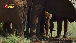 Herd of African Elephants standing with small calf between them.