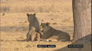 Female African lion pride resting under tree shade others feeding biting injured Cape.
