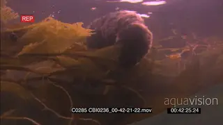 Dead Sea Otter carcass floating Underwater amongst Kelp forest