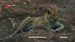 Leopard lying on the rock