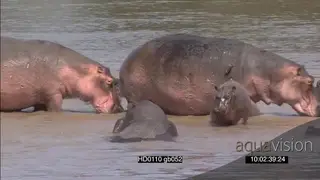 Hippo calf Oxpeckers on back scouting around injured Bull scars limping across river.