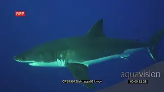 Large Great White Shark approaching, passing by a group of divers in a shark cage LS HAND.