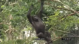 Gorilla on tree branch, beating chest in territorial display MS