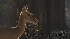 CU Puku antelope face PROFILE
