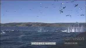 Sardine Run Cape Gannets diving into water HAND HELD