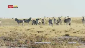 Zebra herd running towards camera