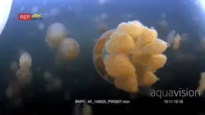Pulsating Golden Jellyfish,Mastigias papua etpisoni in Jellyfish lake(fifth Lake) on Eil.