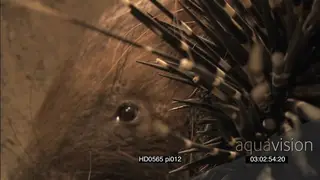 Cape Porcupine in den pan between face and quills FF CU