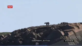 Polar bear on boulders scouting around looking over ocean towards camera