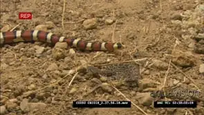 California Mountain kingsnake moves past small diamond back rattlesnake FF