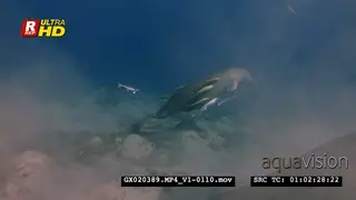 Dugong swims up off the sea grass