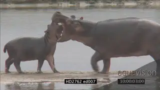 Mother Hippo and calf social interaction playing on riverbank