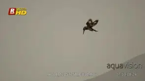 Pied Kingfisher in flight and hunting from the high angle, MWS;LATE AFTERNOON.