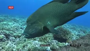 Humphead Wrasses swimming on coral reef underwater in ocean and Bluefin Kingfishes.
