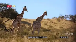 close up shot of two giraffes walking away fro thorn tree