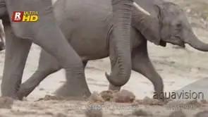 Young and adult African Elephant running to the Chobe river to quench their thirst.