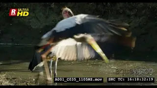 Marabou stork and Yellow-billed stork walking.