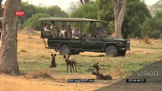 Wild dog hunting with tourist safari vehicle in the background WS