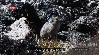 Pika standing eating and looking around on a rock in prairie then walking away. LS.