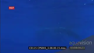 Young Humpback whale floating on the topside UW