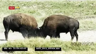 2 Male American Bisons fighting and head jousting DRY DAY