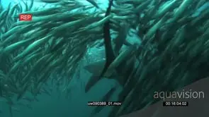 Dusky Sharks and Common Dolphins swimming underwater in ocean with Sardines and Cape.