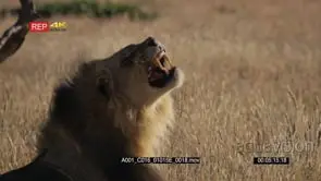 Close up side view shot of the face of a male lion with its black mane yawning and.