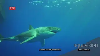 Great White Shark swimming under boat cruise past MLS PAN HAND UW