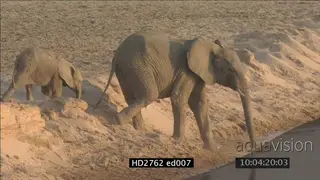 Elephant herd with young calf walking from riverbank to drink at the Luangwa River LS PAN