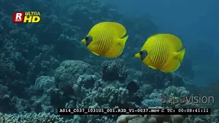 A Tracking, Close Up shot of a a pair of yellow, blue cheeked, butterfly.