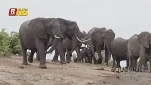 Herd of young and adult African Elephant herd chasing two adult female African Lioness.