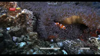 A medium wide shot of a three false clown Anemonefish.