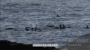 Flock of Cape Gannets flying over ocean tilt down to Cape fur Seals playing in water