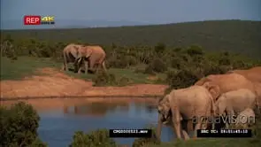 African Elephant Herd Drinking Water from the River While the Other [2] in the Background.