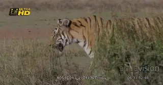 Bengal Female Tiger walking and scouting around the grassland.