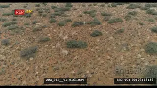 Aerial Drone over bushveld Giraffe herd general behaviour