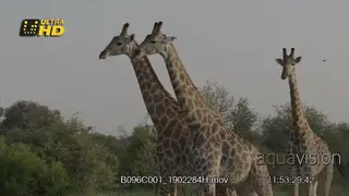 Giraffe fight
