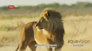 Male lion in savanna turning and look back