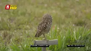 Burrowing owl Standing on top of a wooden cross looking around the field ;