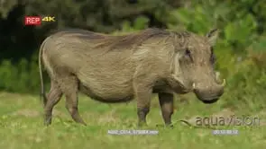 Warthog looking at camera eating side view GOOD LIGHT