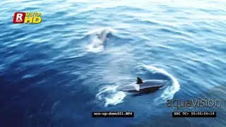 DRONE AERIALS Orca Killer Whales hunting herring in noway