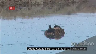 Sea Otter mother with young floating above water DAY MS